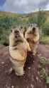 gophers2_thumb.jpg