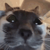 cat-stare