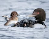 loon-and-chick-on-water