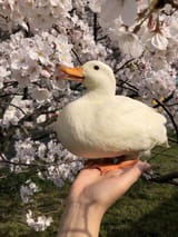 duck likes flowers