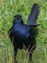 grackle