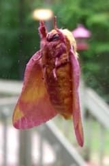 Rosy_maple_moth_durhamnc_20130816_1