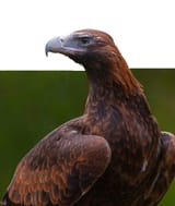 WedgeTailEagle