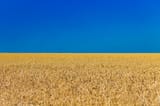 golden-field-blue-sky-1024x683