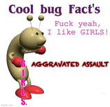 cool bug facts