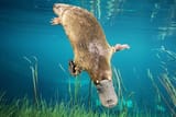 platypus-diving_3x2
