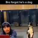 bro_forgot_he_is_a_dog__thumb.jpg