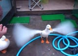 duck flap fast