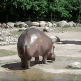 di-plein-zoo