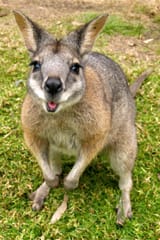 wallaby