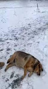 Bakhmut dog