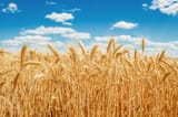 grains