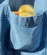 Duckie sleepy pocket Duck