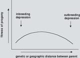 Inbreeding-and-outbreeding-depression-are-a-function-of-the-distance-between-parents
