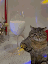 cat-with-drink