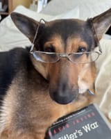 170124dailystormermeme47
