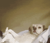 dog_heil