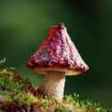 mushroom-headed-powder-slinger_thumb.jpg