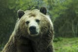 grizzly-bear-in-the-wild-1841277963