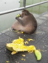 monke fat
