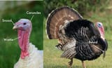 turkey-anatomy