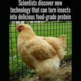 chicken