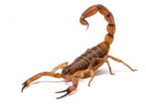 1920_ancientscorpion-2