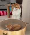 aggressive kot MAULS poor lil kittie_thumb.jpg