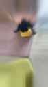 spider kot_thumb.jpg