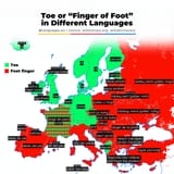 toe-or-finger-of-the-foot-europe-divided-to-two-v0-vovbhja7fefc1