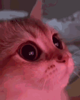 cat-heart