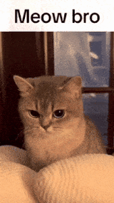 cat-angry