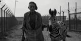 holozebra