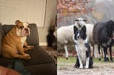 doggos