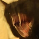 1000001254