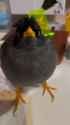 burd unimpressed by (You)_thumb.jpg