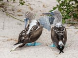 Piquero_patiazul_(Sula_nebouxii),_isla_Lobos,_islas_Galápagos,_Ecuador,_2015-07-25,_DD_35
