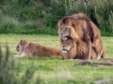 gay-lions-1