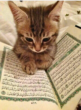 cat mystic
