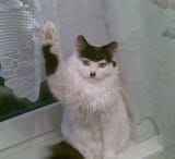 heil