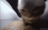 boogie-cat