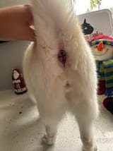 Bloodycat