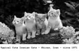 Iranian Cats