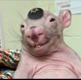 jew rat