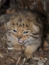 A-photograph-of-one-of-four-Pallass-cat-kittens-found-inside-a-juniper-trunk-den