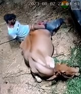 jeet-rapes-cow