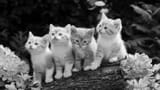 cats
