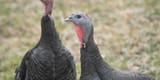 20230215-144sb-standard-bronze-turkey
