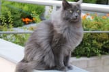 graue-Nebelung-Gelaender-shutterstock_1024100419-1024x683