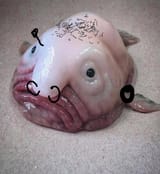 jfish
